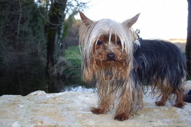 Photo de Yorkshire terrier