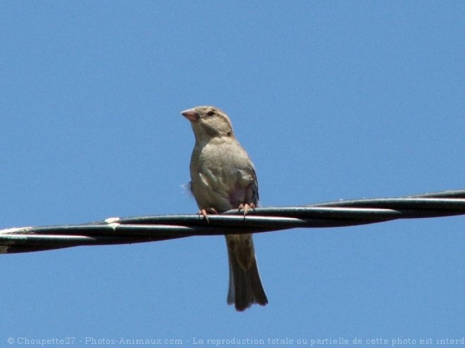 Photo de Moineau