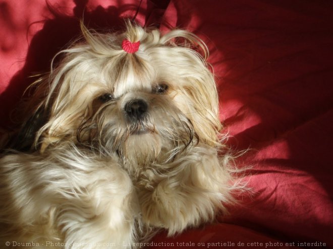 Photo de Shih tzu