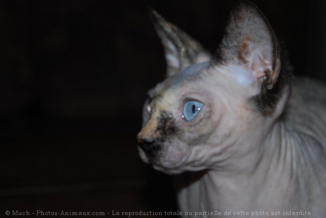 Photo de Sphynx