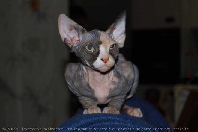 Photo de Sphynx