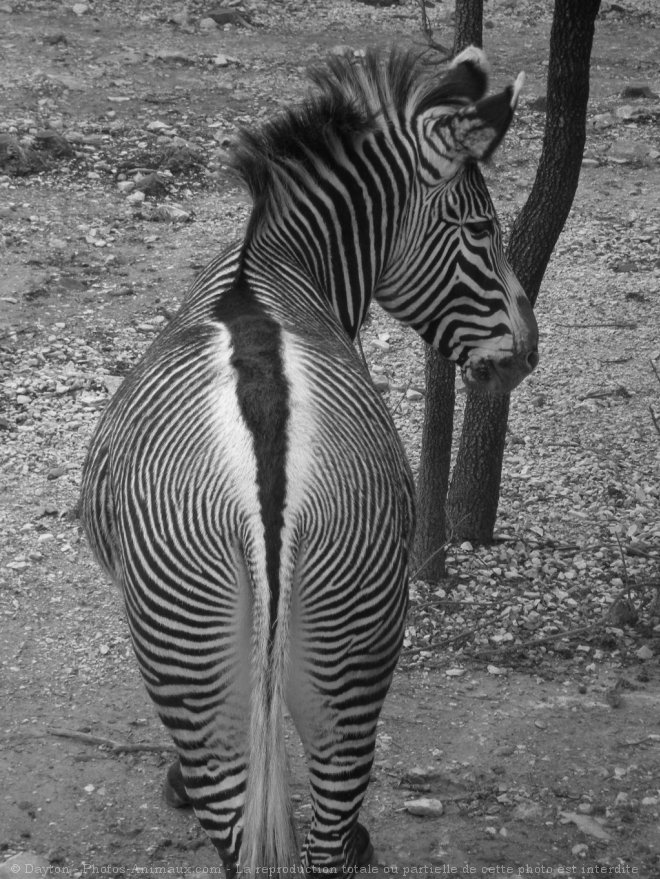 Photo de Zebre