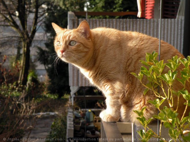 Photo de Chat domestique