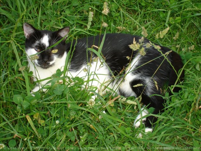 Photo de Chat domestique