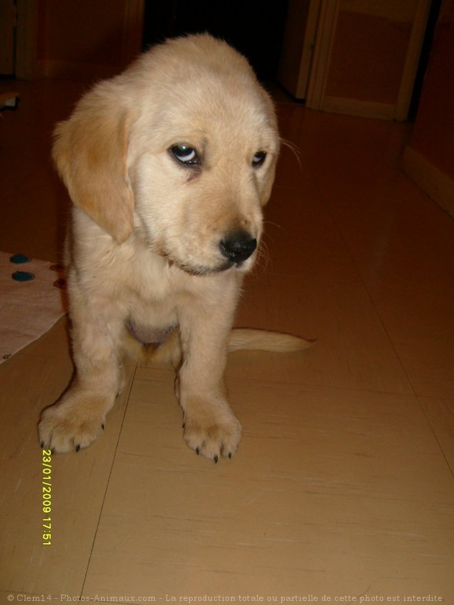 Photo de Labrador retriever