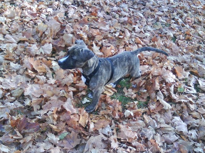 Photo d'American staffordshire terrier