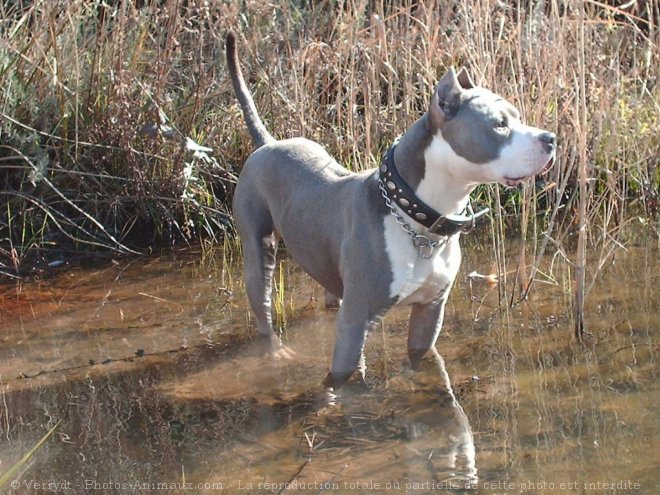 Photo d'American staffordshire terrier