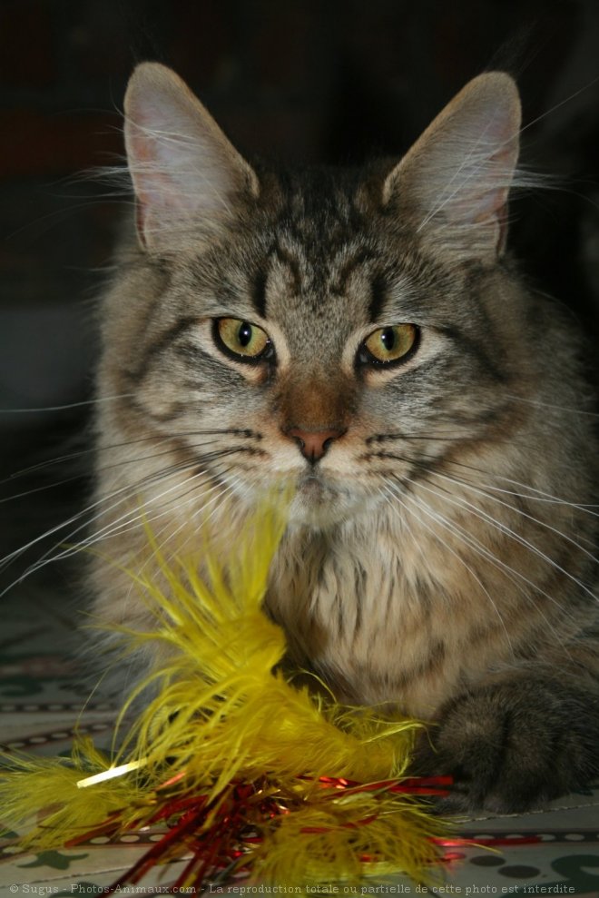 Photo de Maine coon