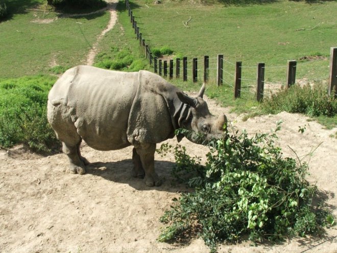 Photo de Rhinocros