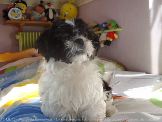 Photo de Shih tzu