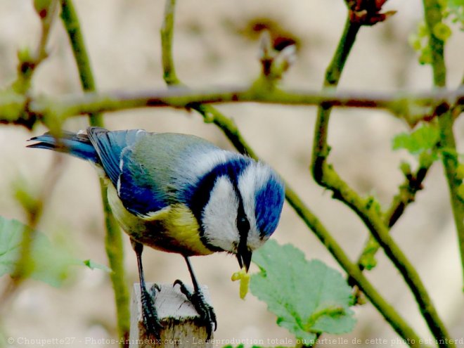 Photo de Msange bleue