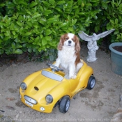 Photo de Cavalier king charles spaniel