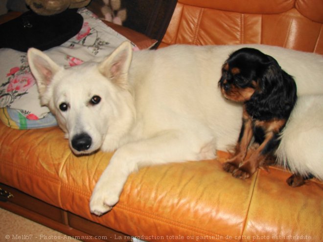 Photo de Berger blanc suisse