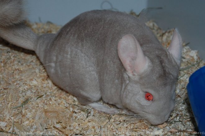 Photo de Chinchilla