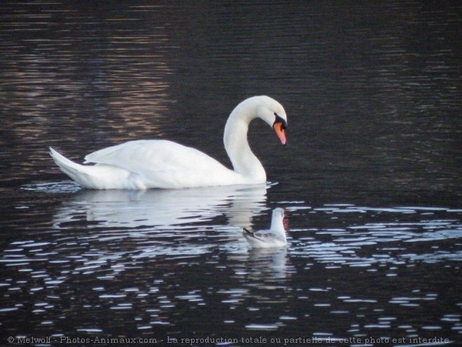 Photo de Cygne