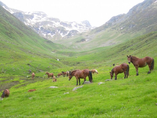 Photo de Pottok