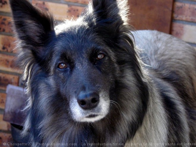 Photo de Berger belge tervueren