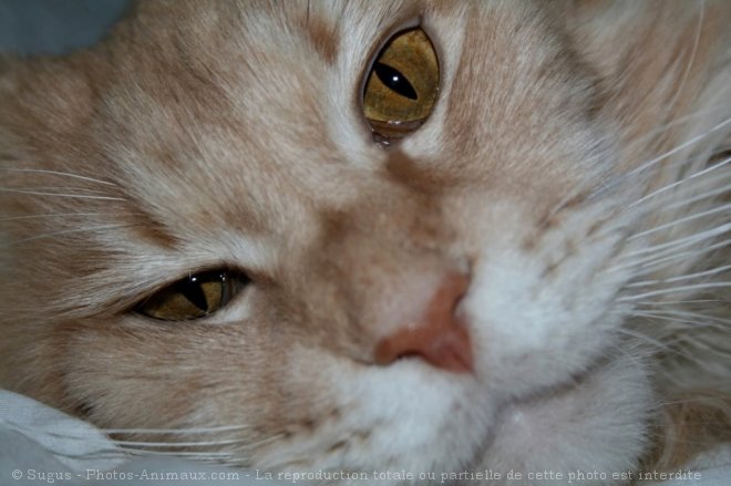 Photo de Maine coon