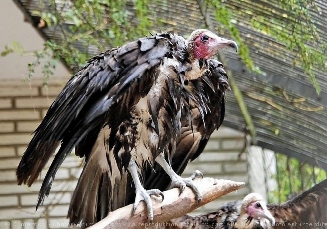 Photo de Vautour charognard