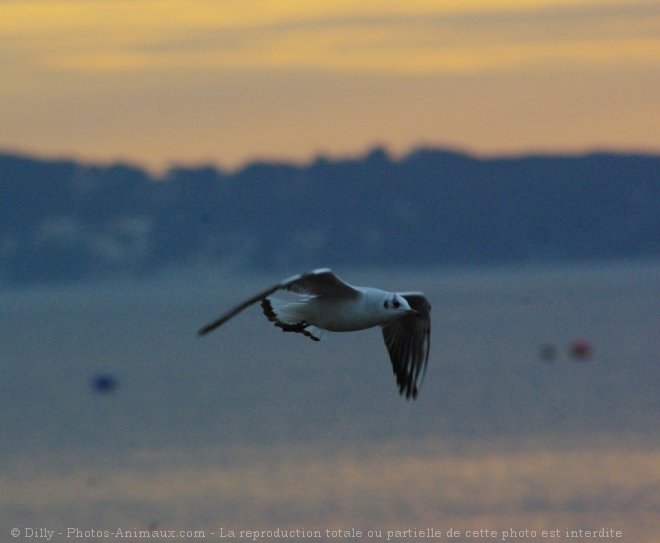 Photo de Mouette