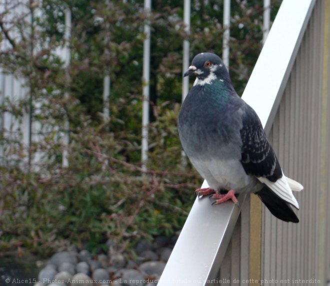 Photo de Pigeon