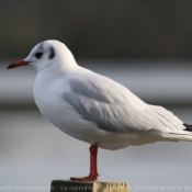 Photo de Mouette