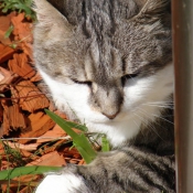 Photo de Chat domestique