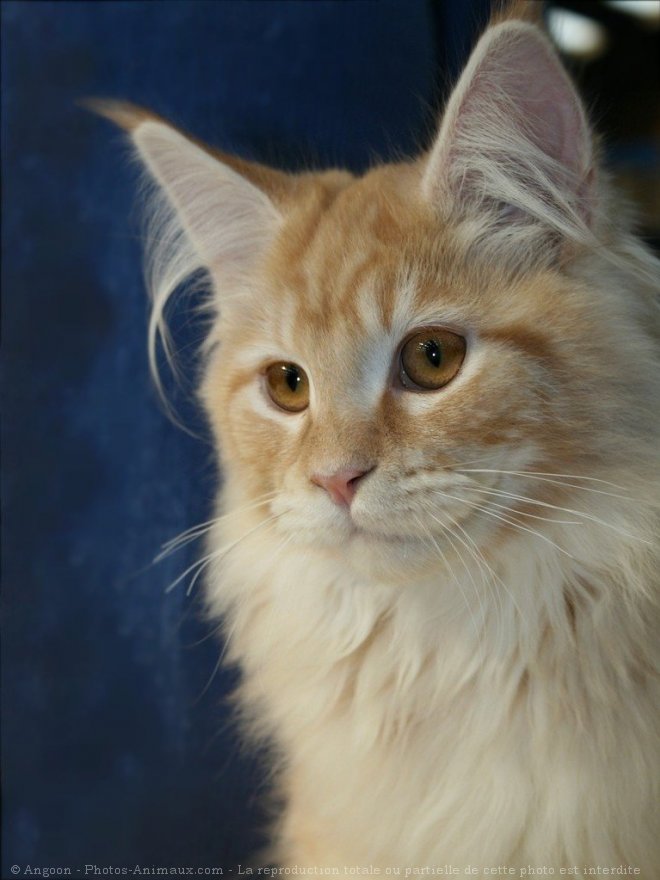 Photo de Maine coon