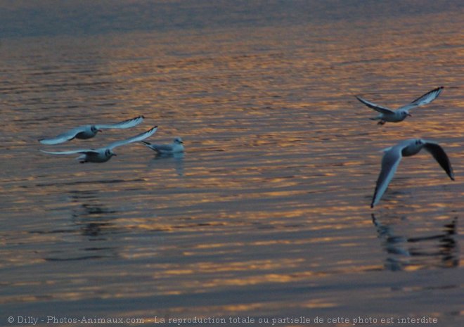 Photo de Mouette