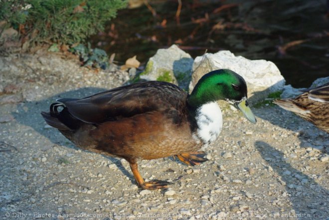 Photo de Canard colvert