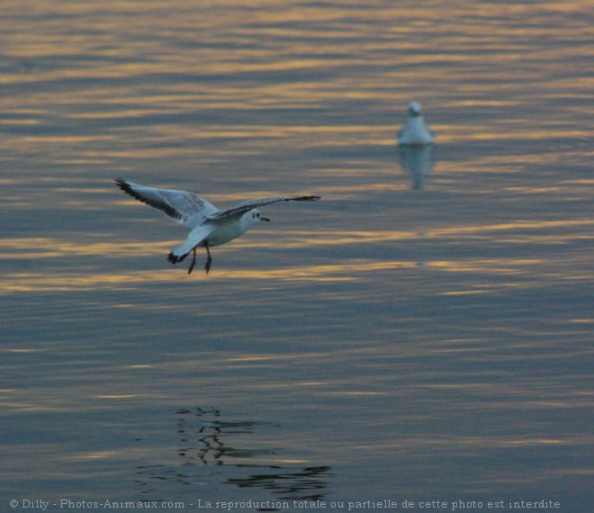 Photo de Mouette