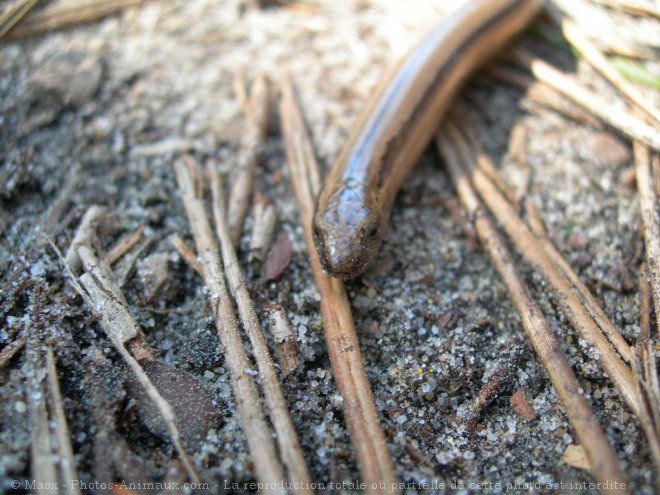 Photo de Serpent