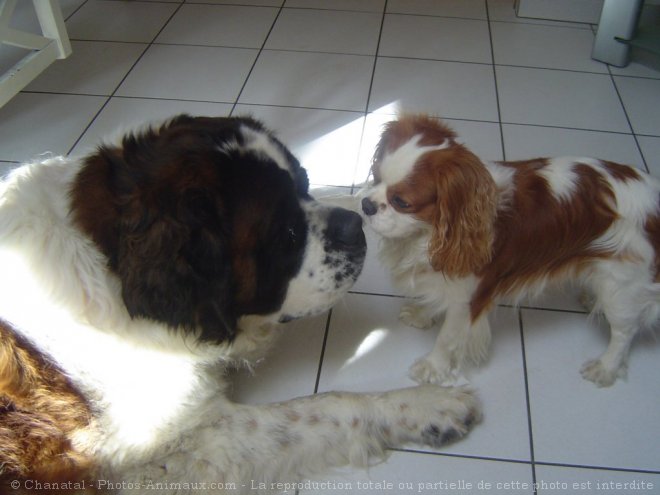 Photo de Cavalier king charles spaniel