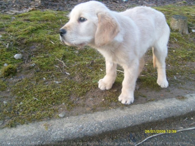 Photo de Labrador retriever