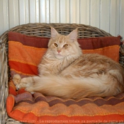 Photo de Maine coon