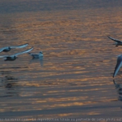 Photo de Mouette