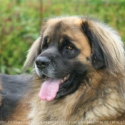 Photo de Leonberg