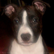 Photo d'American staffordshire terrier