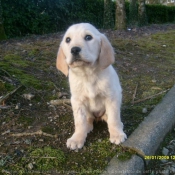 Photo de Labrador retriever