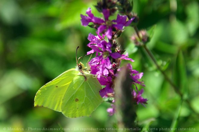 Photo de Papillon