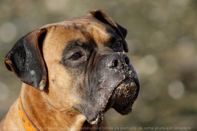 Photo de Boxer