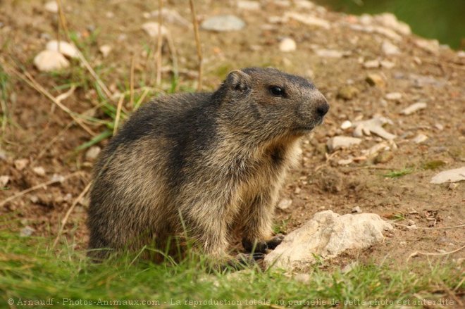 Photo de Marmotte