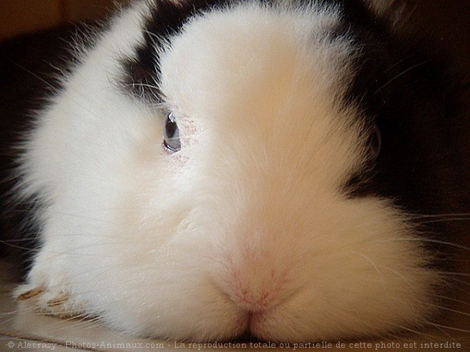 Photo de Lapin