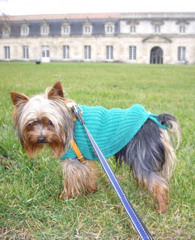 Photo de Yorkshire terrier