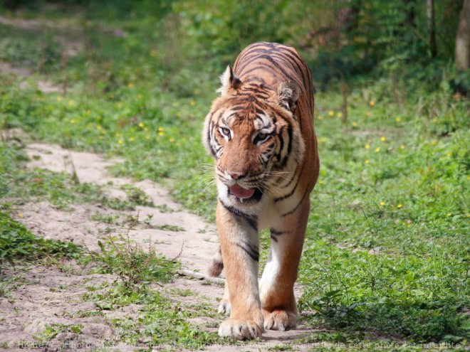 Photo de Tigre