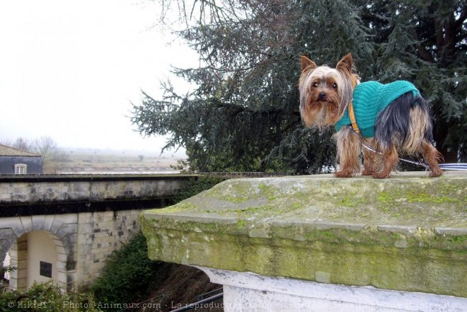 Photo de Yorkshire terrier