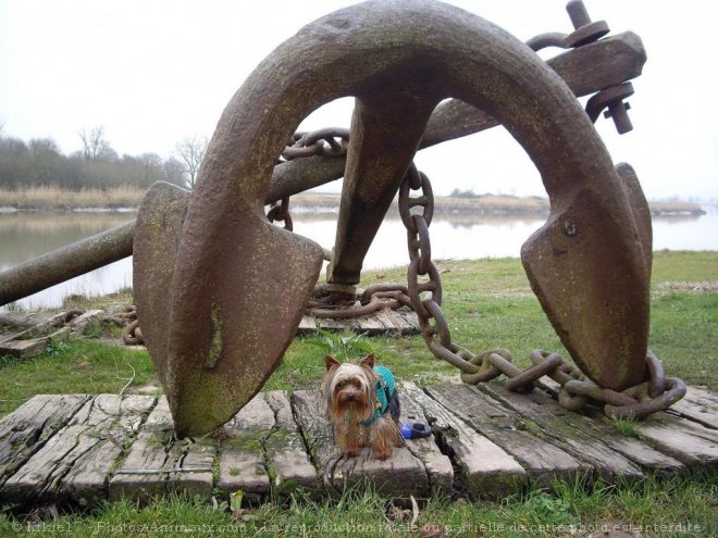 Photo de Yorkshire terrier