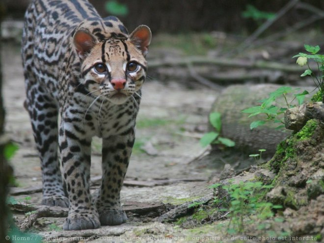 Photo d'Ocelot