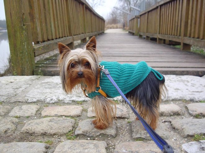 Photo de Yorkshire terrier