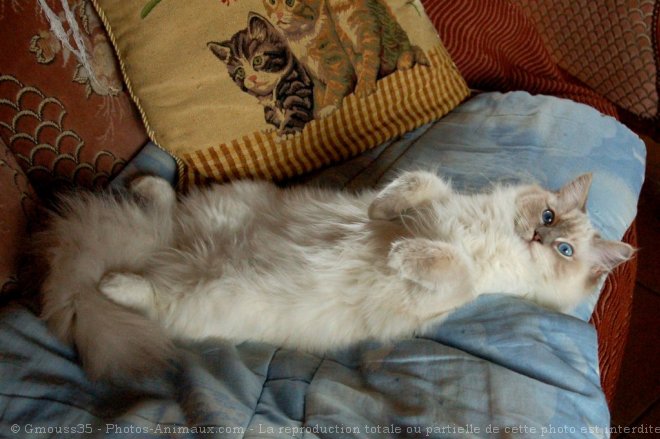 Photo de Ragdoll